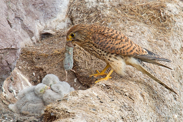 Kestrel f brings shrew to young. June. '15.