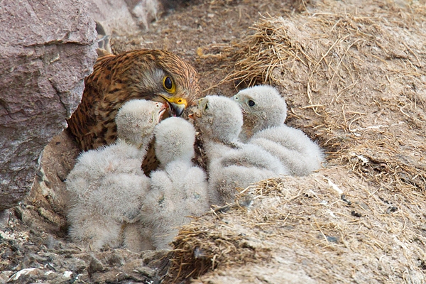 Kestrel f feeding young 3. June. '15.