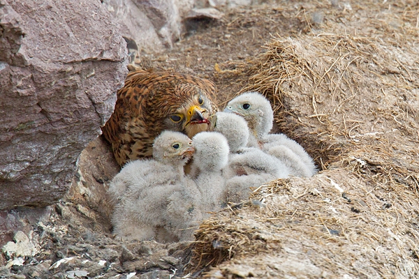 Kestrel f feeding young 2. June. '15.