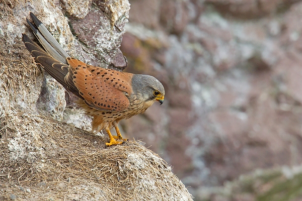 Male Kestrel 1. June. '15.