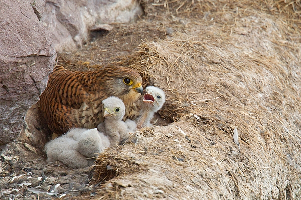 Kestrel f brooding young 3. June. '15.