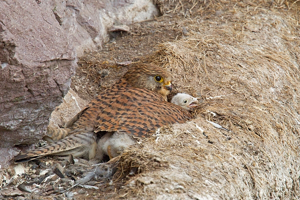 Kestrel f brooding young 1. June. '15.