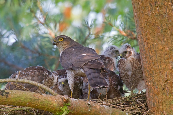 Fem.Sparrowhawk with young at nest 5. July '15.