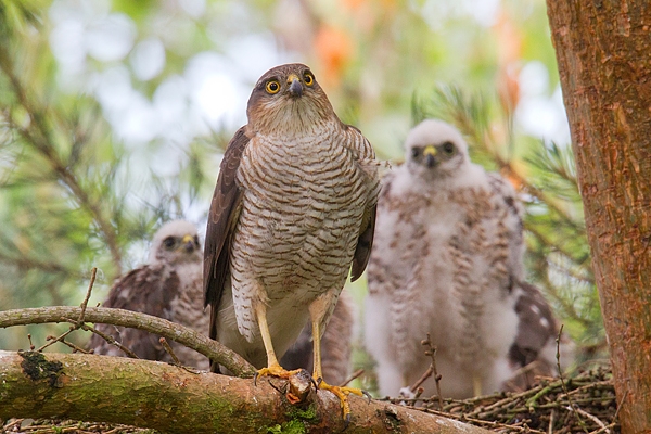 Fem.Sparrowhawk with young at nest 3. July.'15.