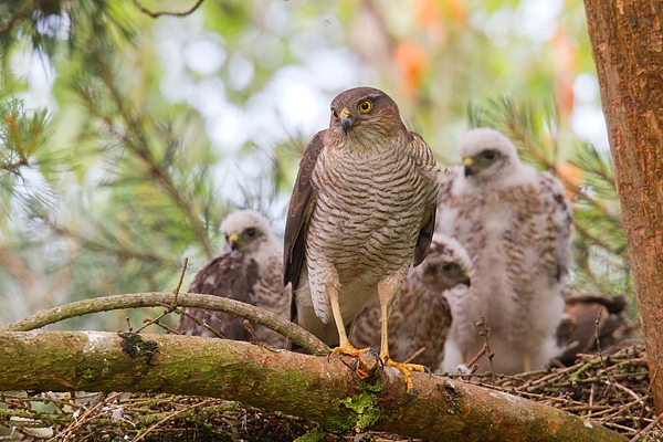 Fem.Sparrowhawk with young at nest 2. July.'15.