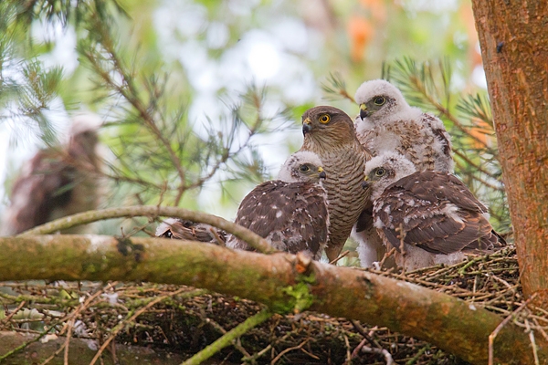 Fem.Sparrowhawk with young at nest 1. July.'15.