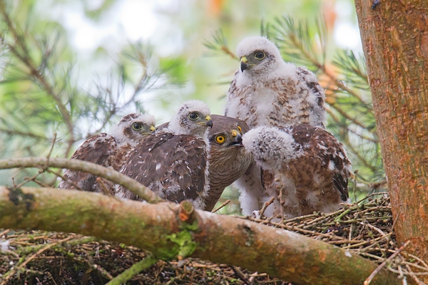 Fem.Sparrowhawk feeds young 1. July.'15.