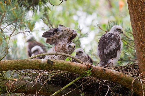 5 young Sparrowhawks at the nest. July.'15.