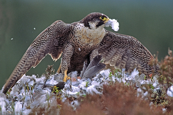 Male Peregrine,cowling over pigeon prey.