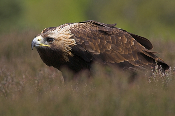 Golden Eagle in heather.