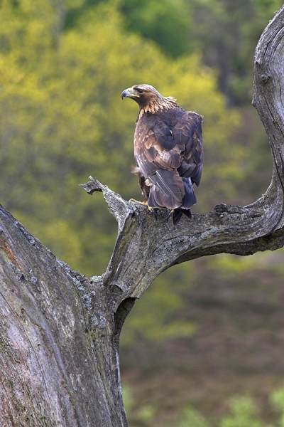 Golden Eagle on old tree.