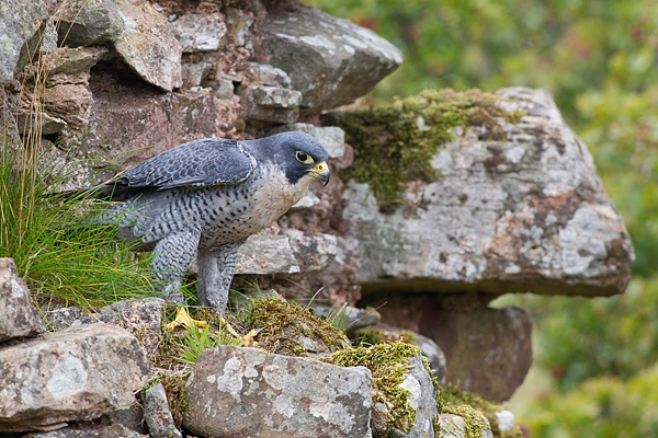 Peregrine on old stone wall 2. Oct. '15.