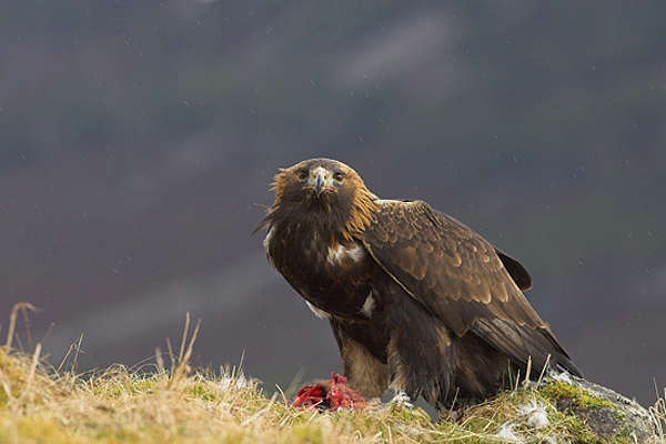 Golden Eagle with prey,in the rain.
