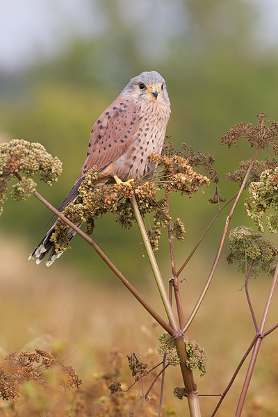 Male Kestrel on marsh plant 2. Oct. '15.