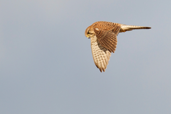 Hovering Kestrel with dropped wings.Feb.'16.