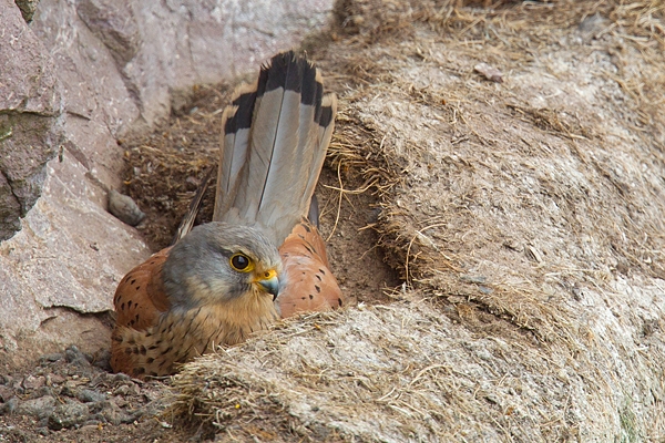 Male Kestrel sat on nest. June '16.