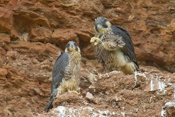 2 young Peregrines on nest.(Lunch is late.) June '16.