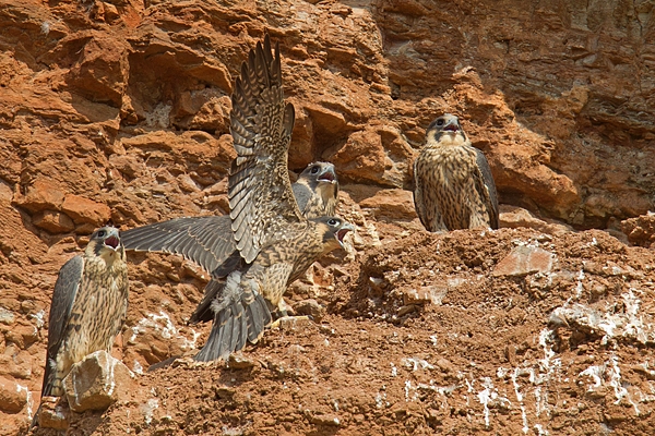 4 young Peregrines on nest 1. June '16.