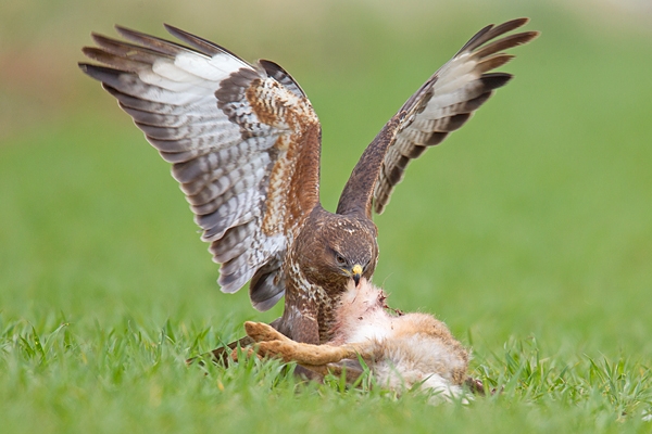 Common Buzzard ripping into brown hare prey. Apr '17.