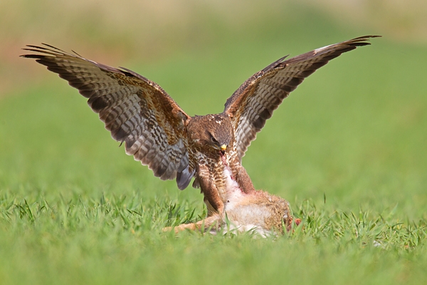 Common Buzzard pulling at hare prey. Apr '17.