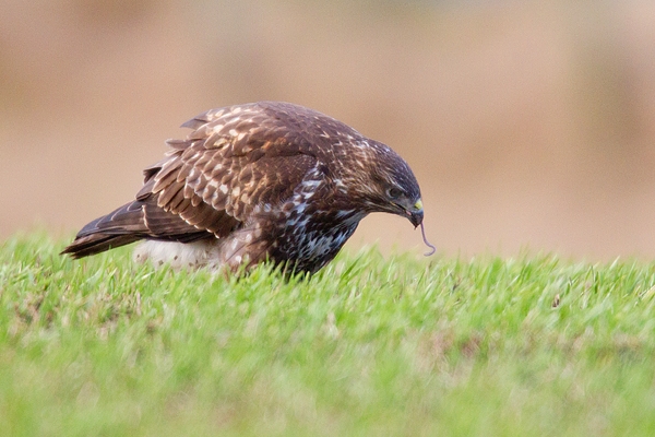 Common Buzzard hunting for worms 1. Jan '20.