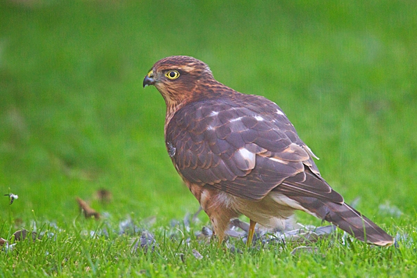 Male Sparrowhawk. Sept. '20.