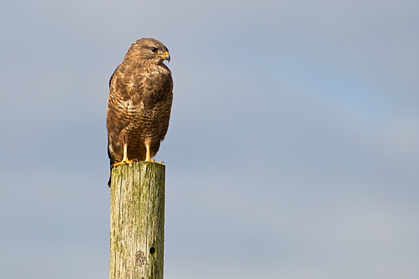 Common Buzzard. Oct. '22.