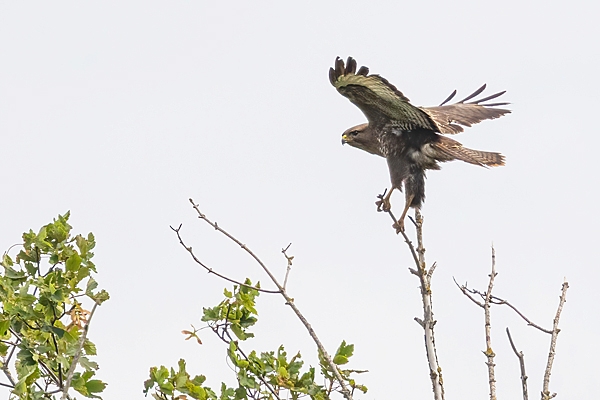 Buzzard landing in tree. July. 25.
