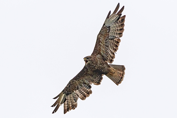 Buzzard in flight calling. Aug. '25.