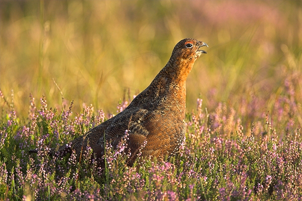 1. Red Grouse,calling in heather. Sept '10.
