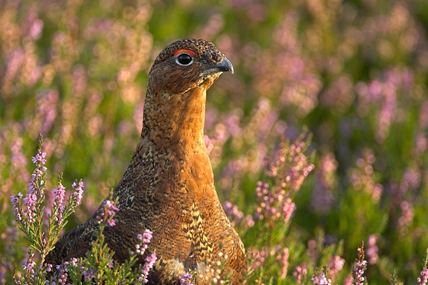 5.Red Grouse,close up,in heather. Sept '10.