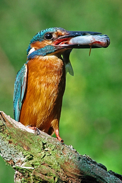 Kingfisher,m with fish.