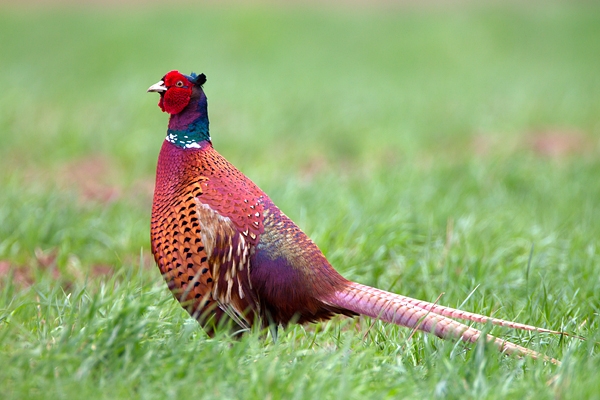 Cock Pheasant. Apr. '11.
