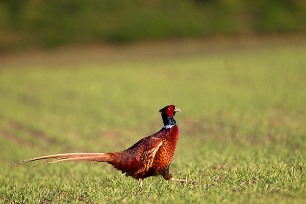 Cock Pheasant,running. May. '11.