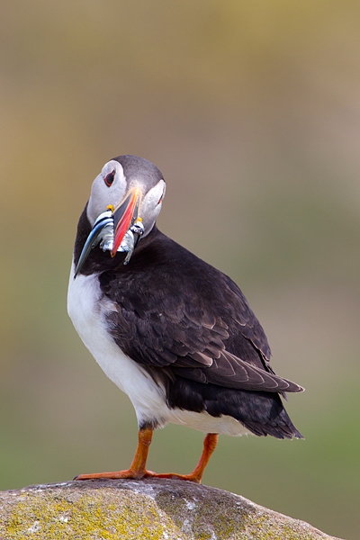 Puffin with sandeels,looking back over shoulder. June '11.