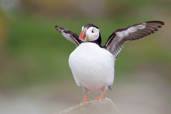 Puffin with wings out 1 (and mush). June '11.