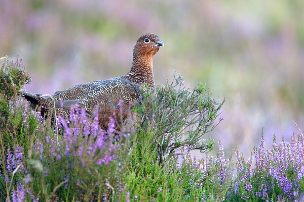 Red Grouse on heather clump,side on. Aug. '11.