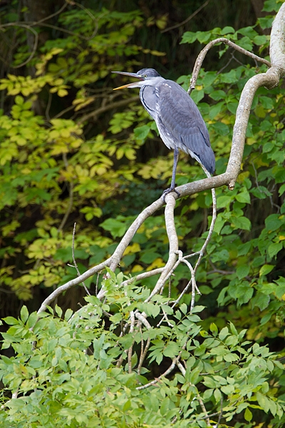 Heron on branch,open beak. Sept. '11.