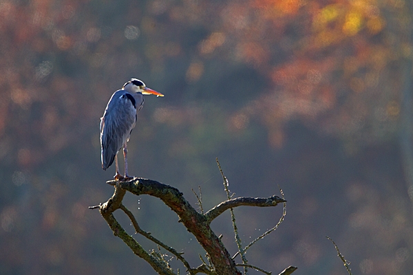 Heron backlit on tree 2. Nov '11.