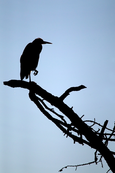 Heron silhouetted on tree. Nov '11.