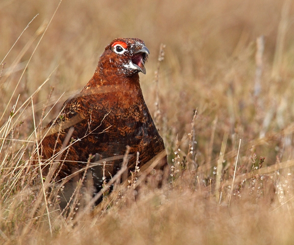 Red Grouse,m calling through grasses. Apr '12.