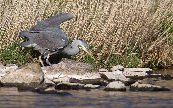 Heron hunting for insects. Apr '12.