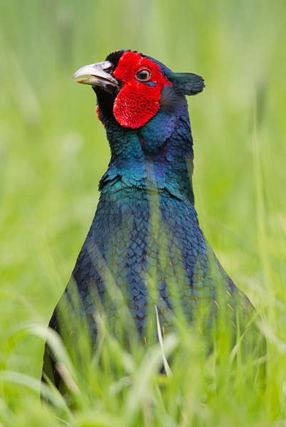 Blue Cock Pheasant 2. May '12.