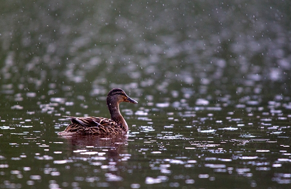 Fem.Mallard in the rain. June '12.
