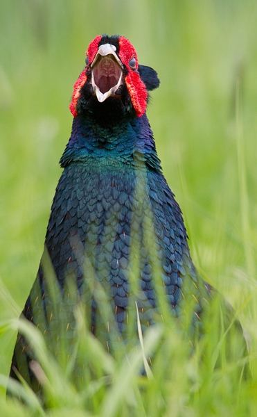 Blue Cock Pheasant 1. May '12.