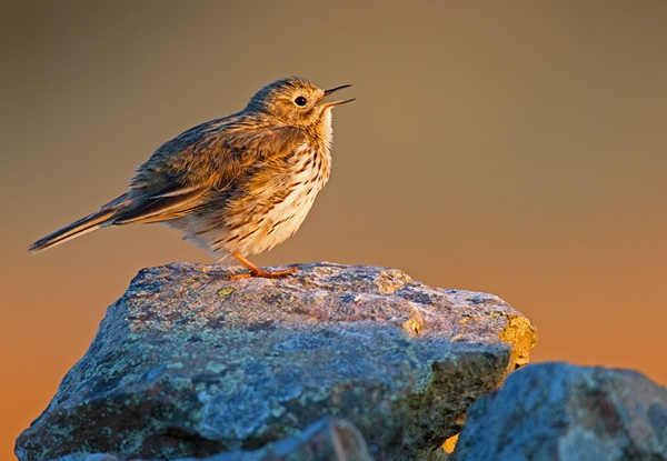 Meadow Pipit,singing. May '12.