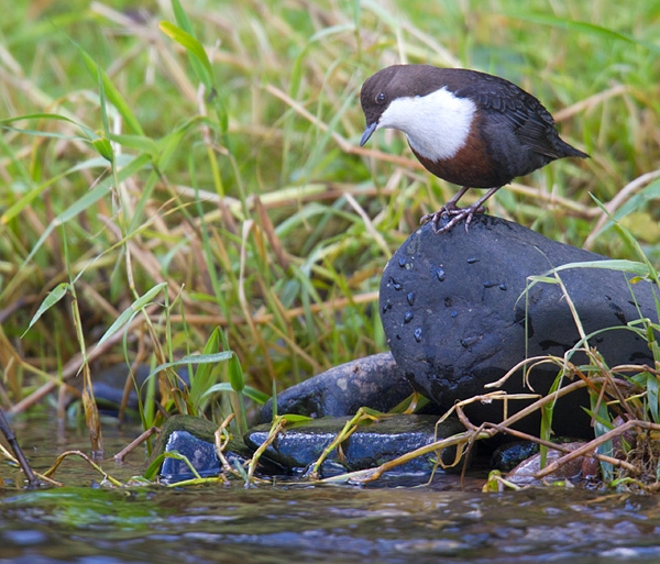 Dipper on rock. Oct. '12.