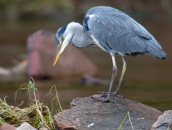 Grey Heron on rock. Oct. '12.