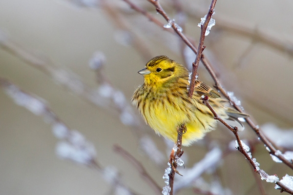 Yellowhammer. Jan. '13.