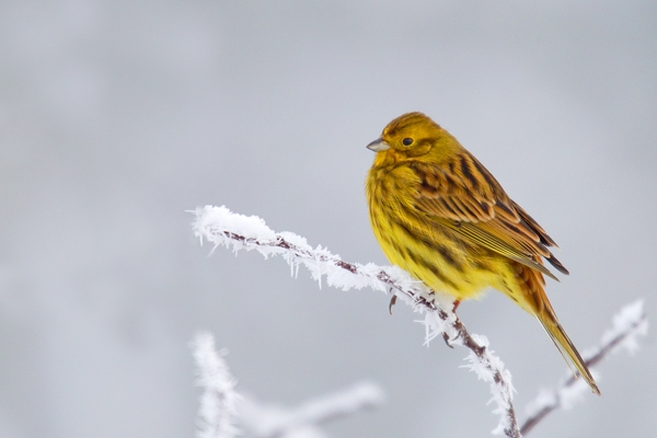 Yellowhammer on frosted branch. Jan. '13.